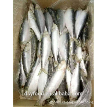 Sardina congelada para cebo de atún